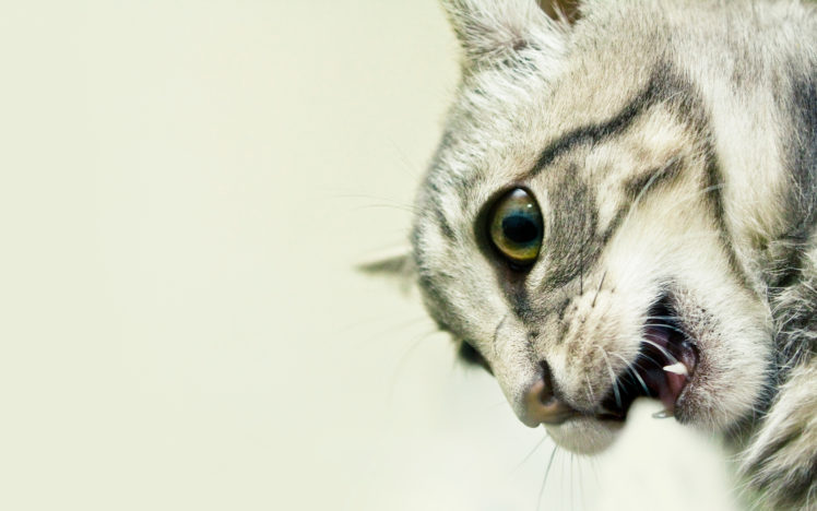 cats, Animals, Mouth HD Wallpaper Desktop Background