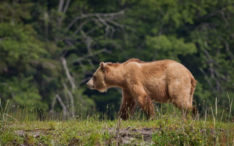 bears, Brown, Grass, Animals, Bear HD Wallpaper Desktop Background