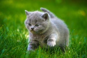 cats, Grey, Kittens, Fluffy, Fat, Grass, Animals, Cat, Kitten, Baby, Cute