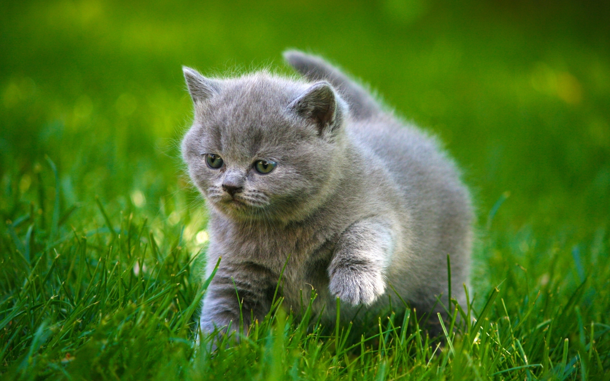cats, Grey, Kittens, Fluffy, Fat, Grass, Animals, Cat, Kitten, Baby, Cute Wallpaper