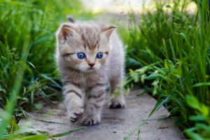 cats, Kittens, Grass, Animals, Kitten, Eyes, Baby, Cute, Cat