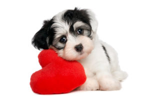 dogs, Glance, Heart, Puppy, Animals, Puppys, Baby, Cute, Heart, Love, Mood, Bokeh