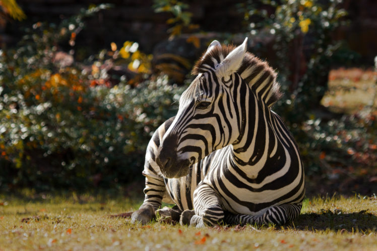 zebras, Animals, Zebra, Pattern, Stripes HD Wallpaper Desktop Background