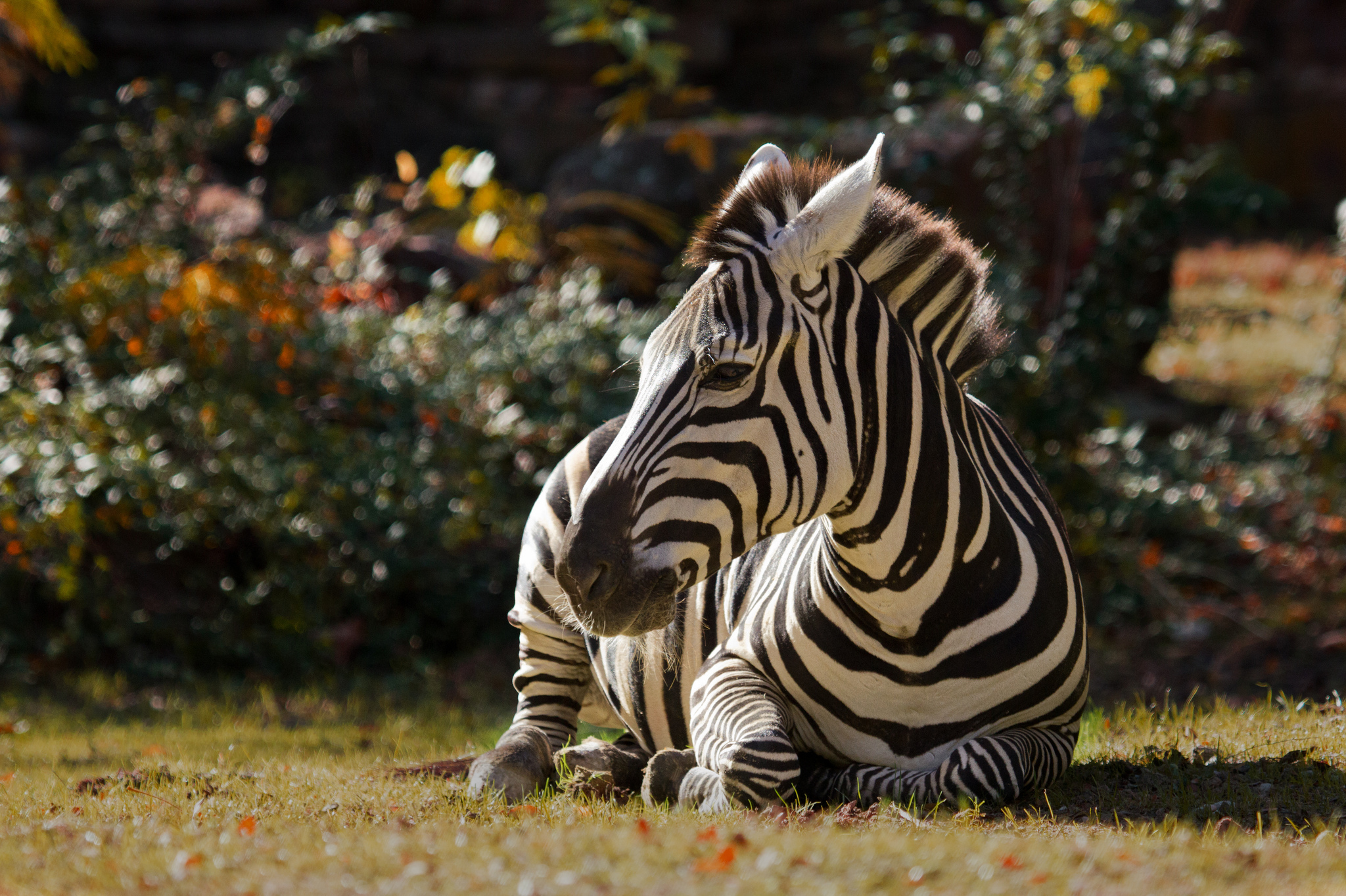 zebras, Animals, Zebra, Pattern, Stripes Wallpaper
