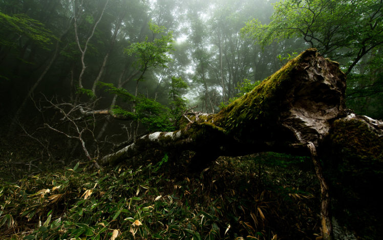 forest, Jungle, Moss, Trees, Fog HD Wallpaper Desktop Background