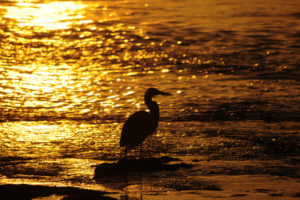 bird, Sunset, Mood, Bokeh, Reflection, Sparkle, Water, Beach, Beaches, Shore, Sunlight