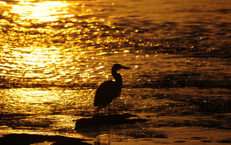bird, Sunset, Mood, Bokeh, Reflection, Sparkle, Water, Beach, Beaches, Shore, Sunlight HD Wallpaper Desktop Background