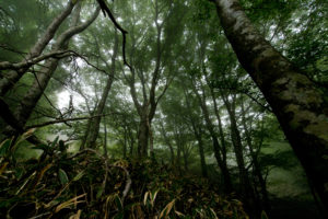 trees, Forest, Gloom, Fog, Mist, Landscape, Leaves, Jungle