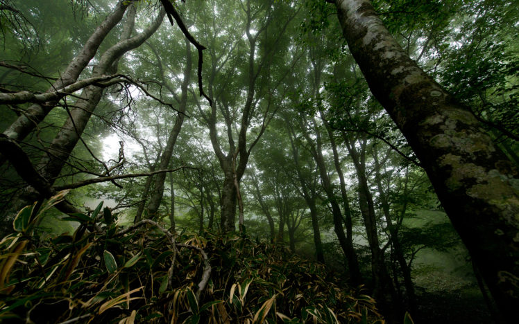 trees, Forest, Gloom, Fog, Mist, Landscape, Leaves, Jungle HD Wallpaper Desktop Background