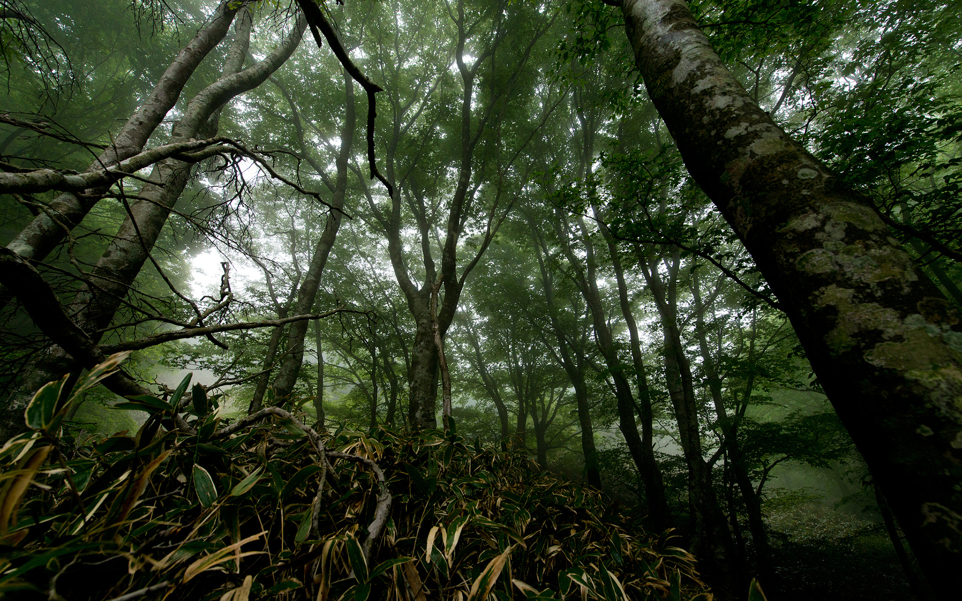 trees, Forest, Gloom, Fog, Mist, Landscape, Leaves, Jungle Wallpaper