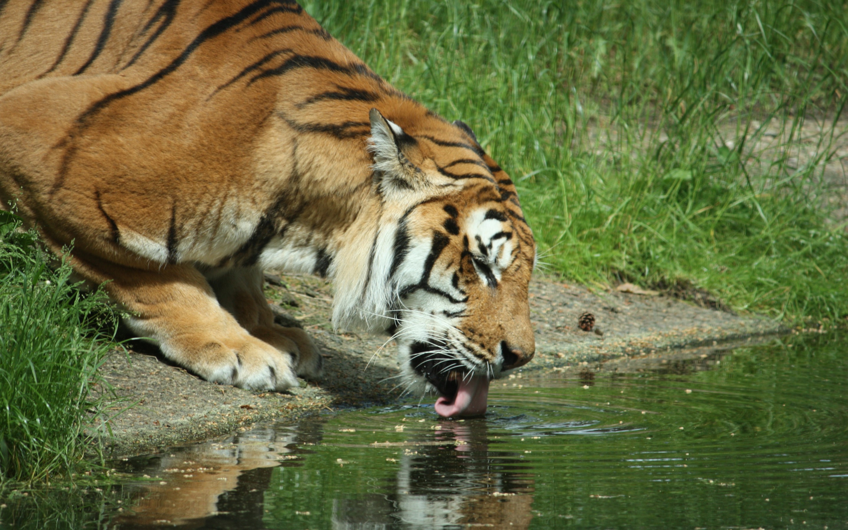 tiger Wallpaper