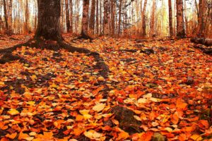 autumn, Trees, Foliage, Nature