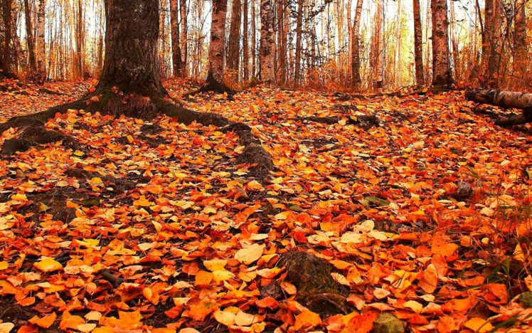 autumn, Trees, Foliage, Nature HD Wallpaper Desktop Background