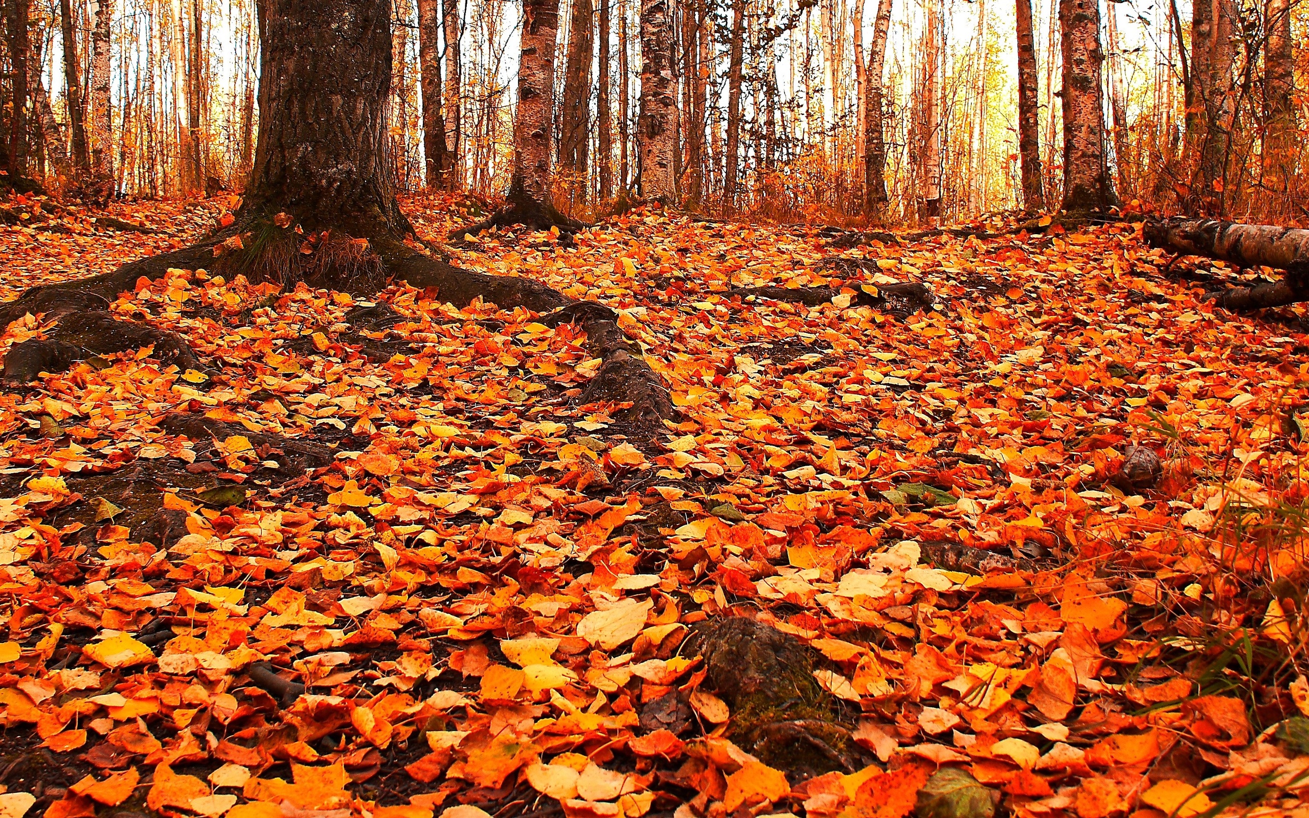 autumn, Trees, Foliage, Nature Wallpaper