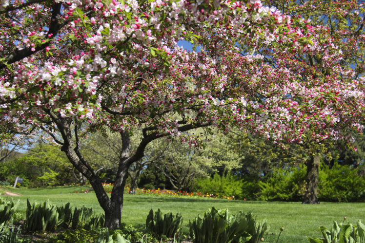 chicago, Botanic, Garden, Glencoe, Illinois, Bloom HD Wallpaper Desktop Background