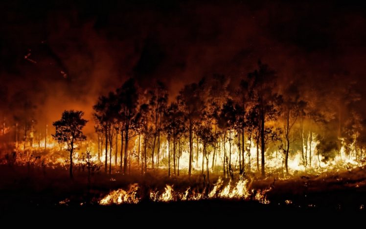 forest, Fire, Fire, Landscape HD Wallpaper Desktop Background