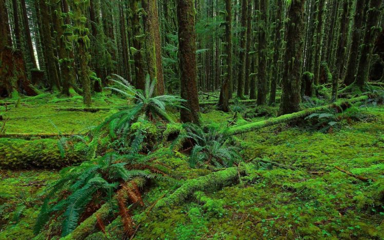 forest, Trees, Moss, Fern, Nature HD Wallpaper Desktop Background