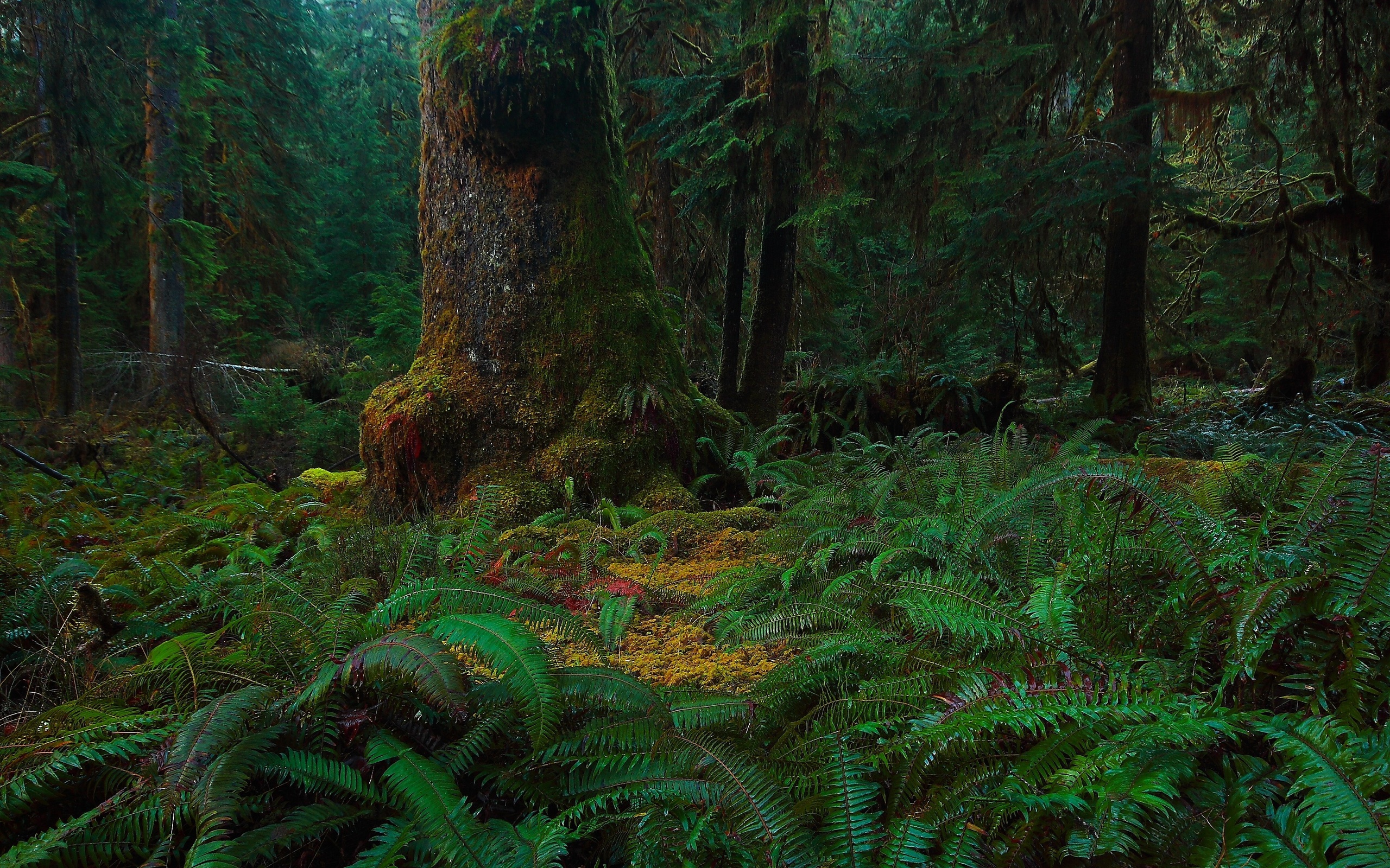 forest, Trees, Moss, Fern, Nature