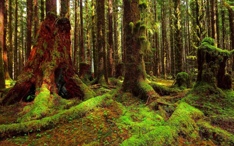 forest, Trees, Moss, Nature, Landscape HD Wallpaper Desktop Background