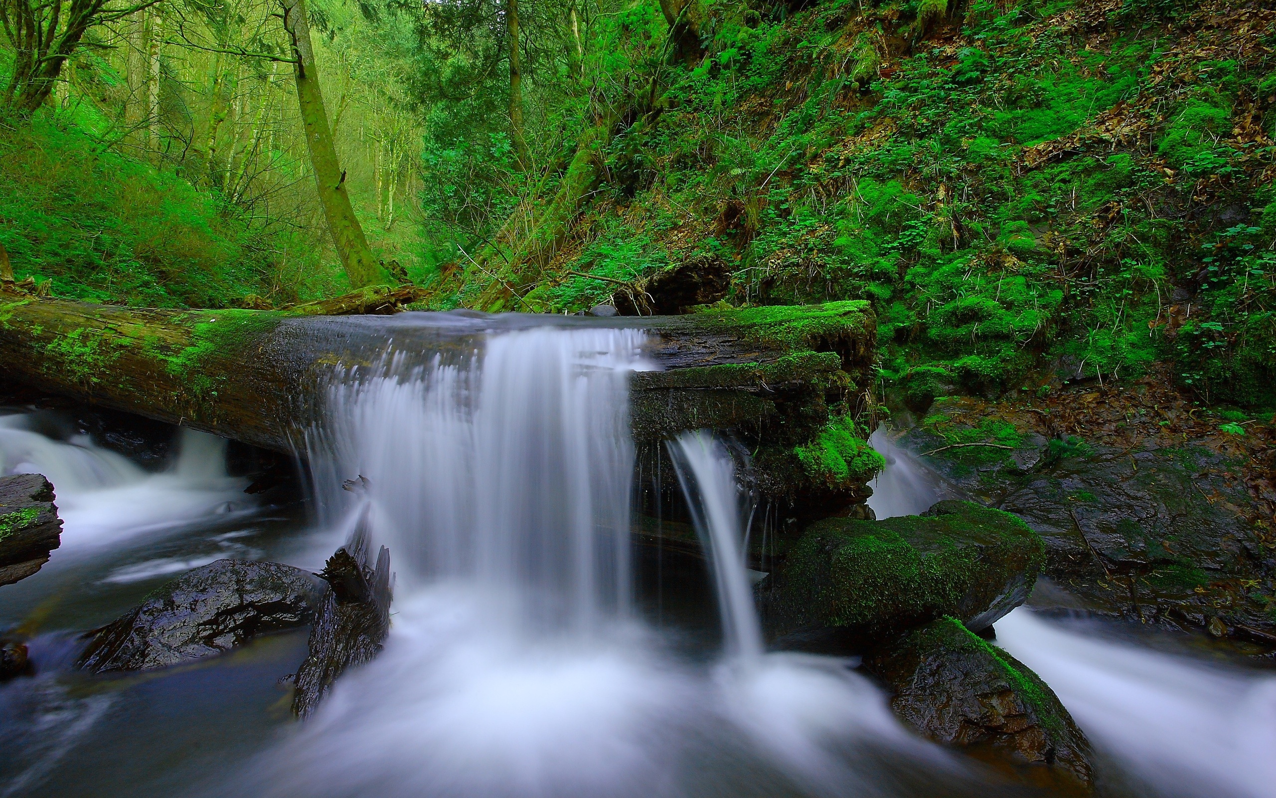 forest, Trees, River, Stream, Waterfall, Rocks, Moss, Nature, Landscape Wallpaper