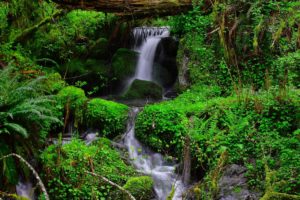 forest, Vegetation, Stream, Waterfall, Nature