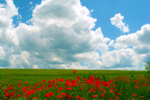 poppies, Blue, Sky