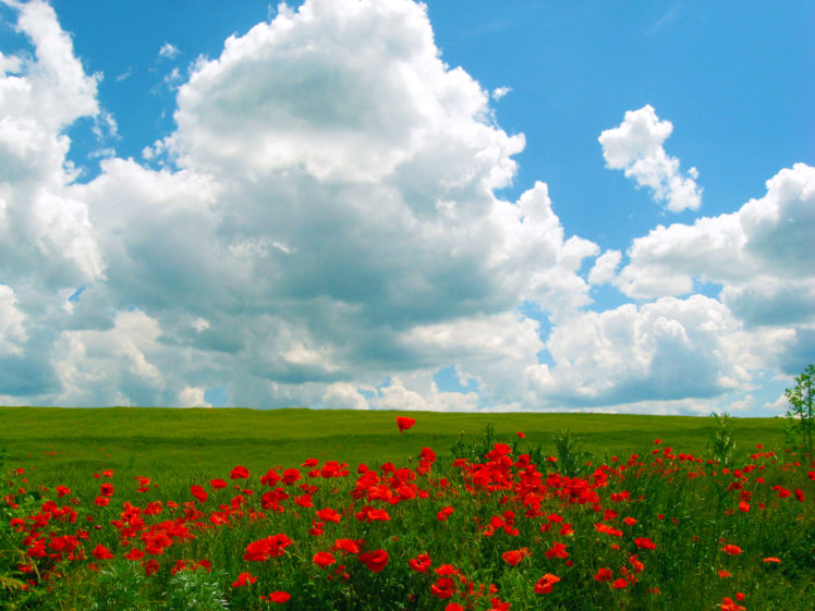 poppies, Blue, Sky HD Wallpaper Desktop Background