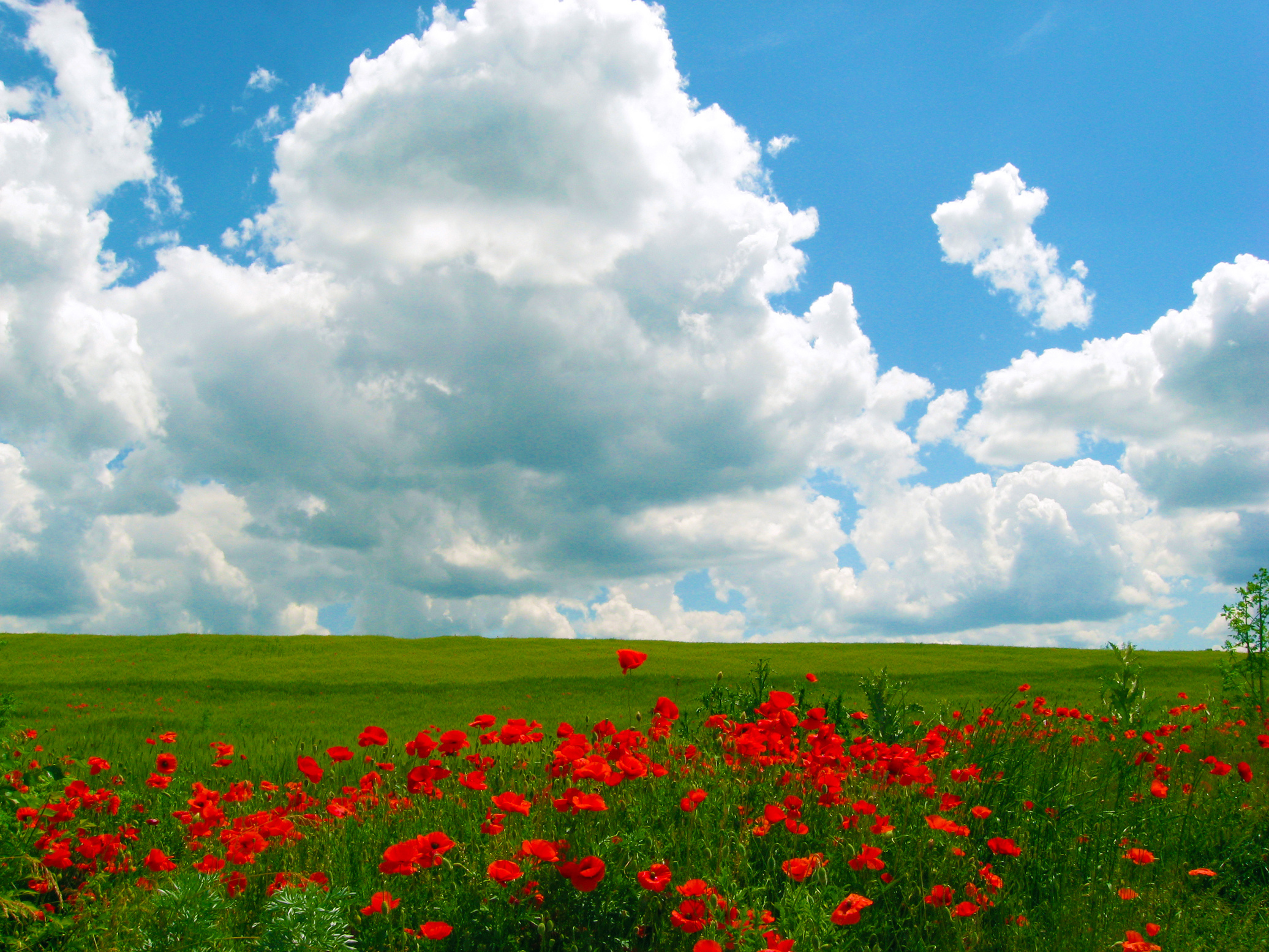 poppies, Blue, Sky Wallpaper
