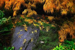 stone, Twigs, Moss, Plants, Nature