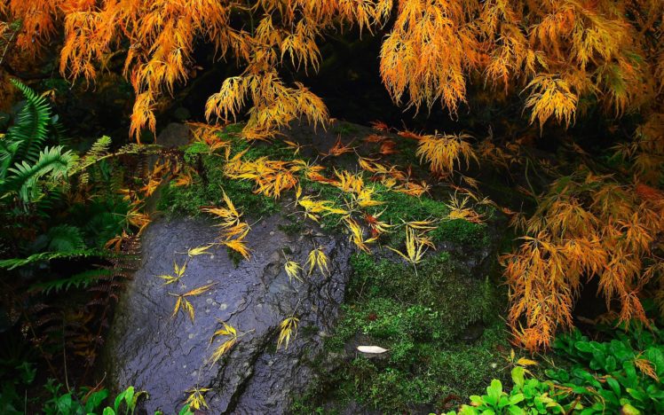 stone, Twigs, Moss, Plants, Nature HD Wallpaper Desktop Background