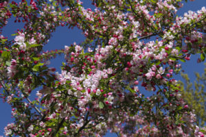 tree, Branch, Flower, Macro, Spring