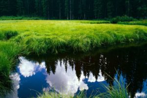 green, Water, Clouds, Landscapes, Nature, Forest, Grass, Meadow