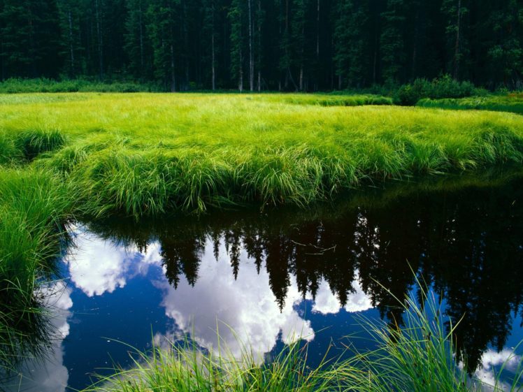green, Water, Clouds, Landscapes, Nature, Forest, Grass, Meadow HD Wallpaper Desktop Background