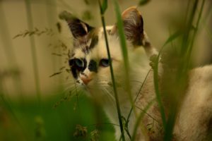 cat, Grass
