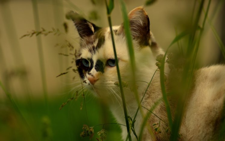 cat, Grass HD Wallpaper Desktop Background