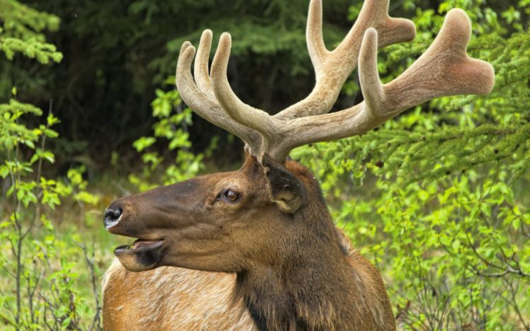 deer, Antlers HD Wallpaper Desktop Background