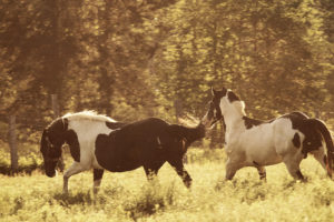 horse, Horses, Prairie