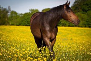 horse, Meadow, Flowers