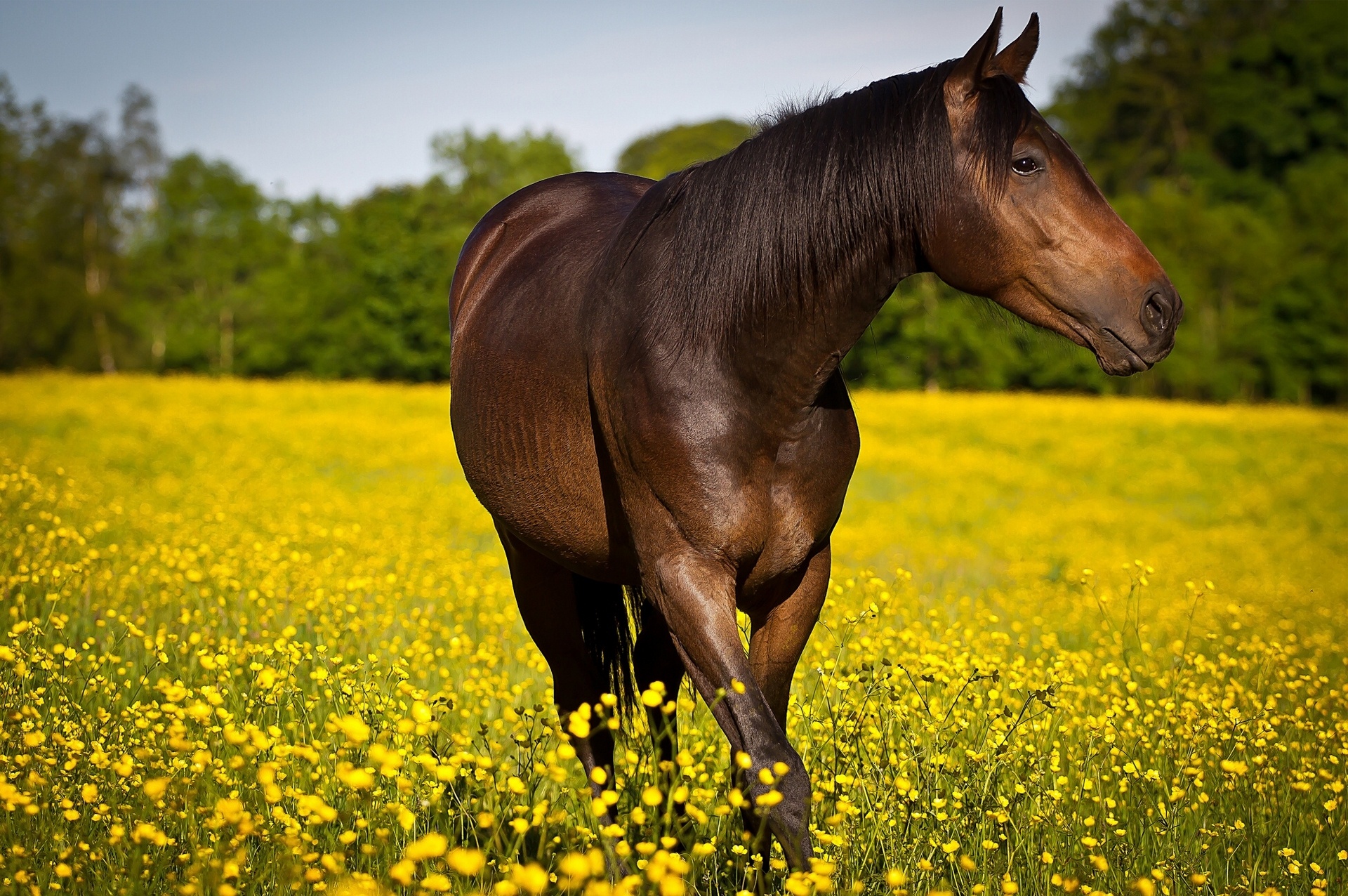 horse, Meadow, Flowers Wallpaper