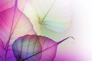 purple, Lilac, Leaves