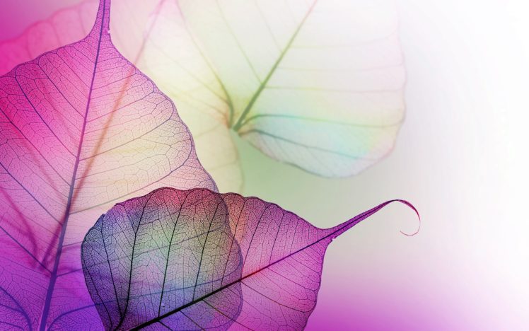 purple, Lilac, Leaves HD Wallpaper Desktop Background