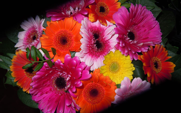 bouquet, Flowers, Flora HD Wallpaper Desktop Background