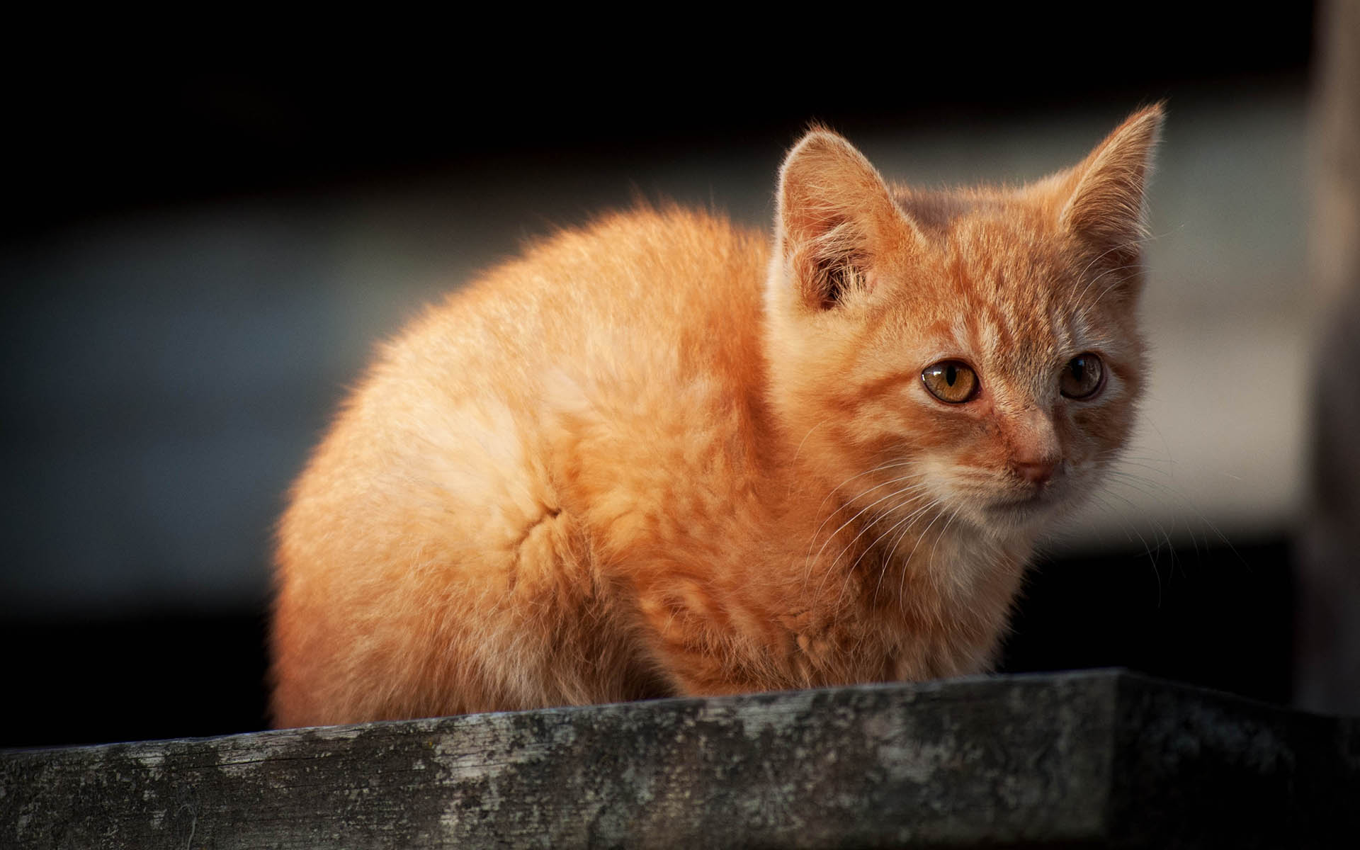 cat, Kitten Wallpaper