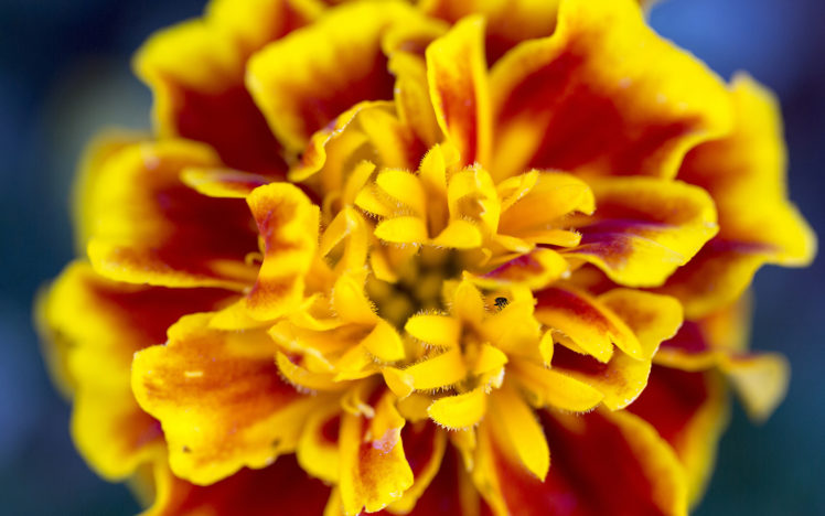 flower, Macro HD Wallpaper Desktop Background