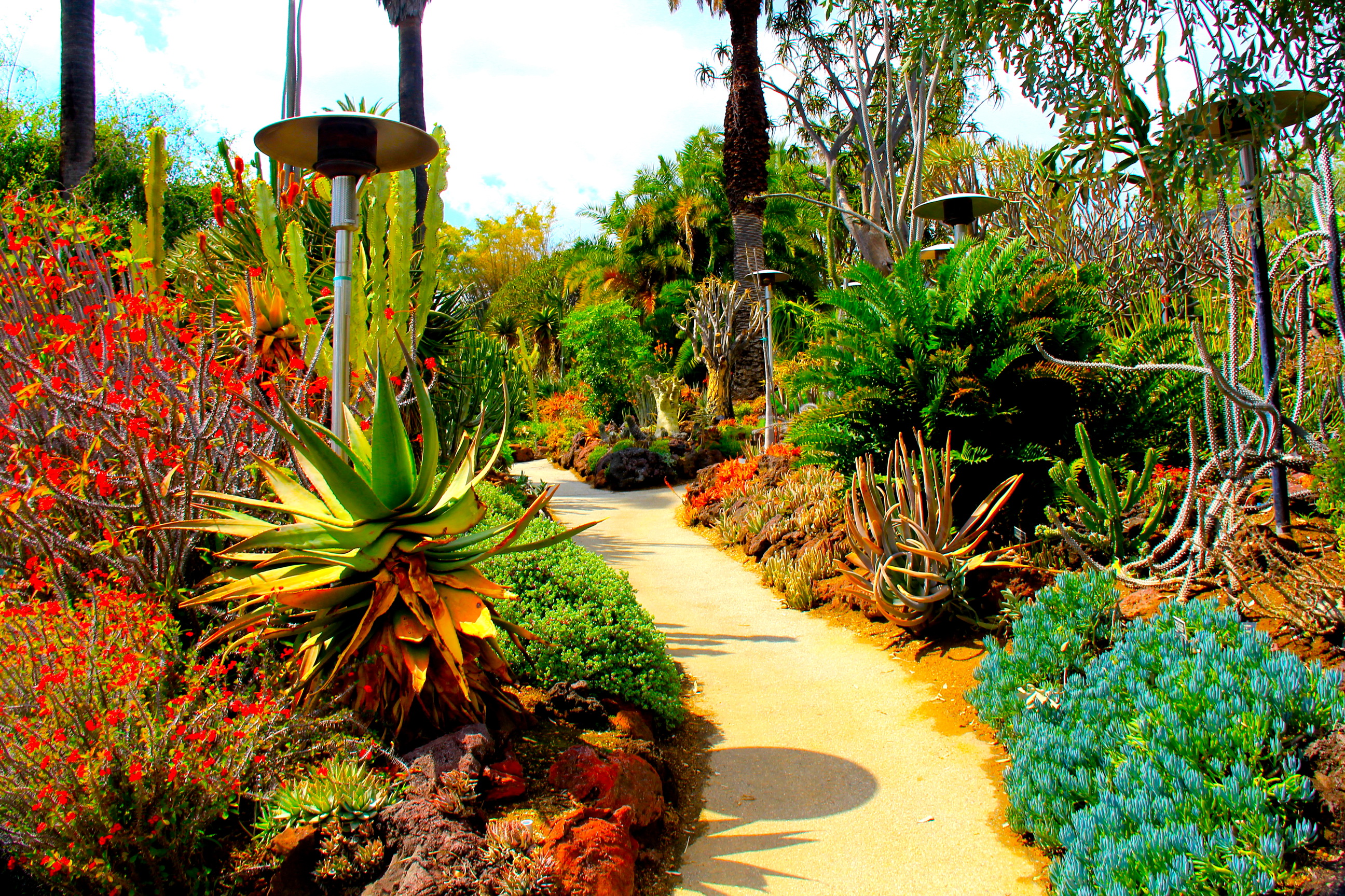 gardens, Usa, Cactuses, Botanical, San, Marino, California, Nature, Garden Wallpaper