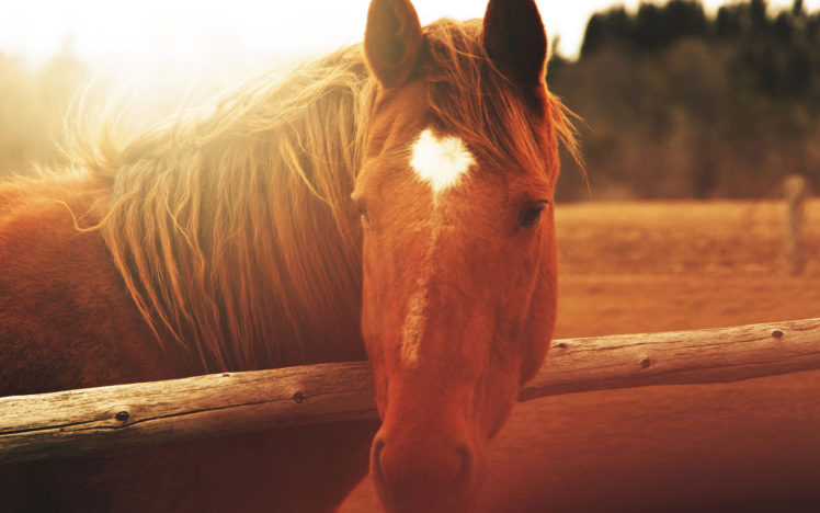 horse, Warm HD Wallpaper Desktop Background