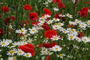poppies, Daisies, Meadow
