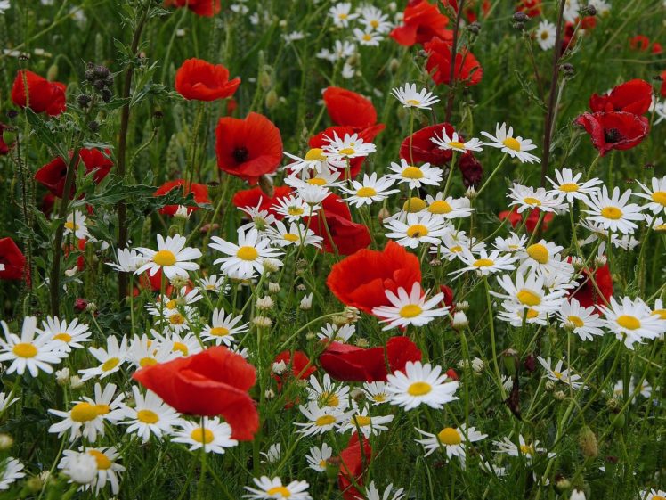 poppies, Daisies, Meadow HD Wallpaper Desktop Background