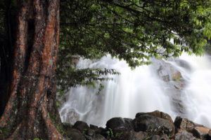 waterfall, Tree