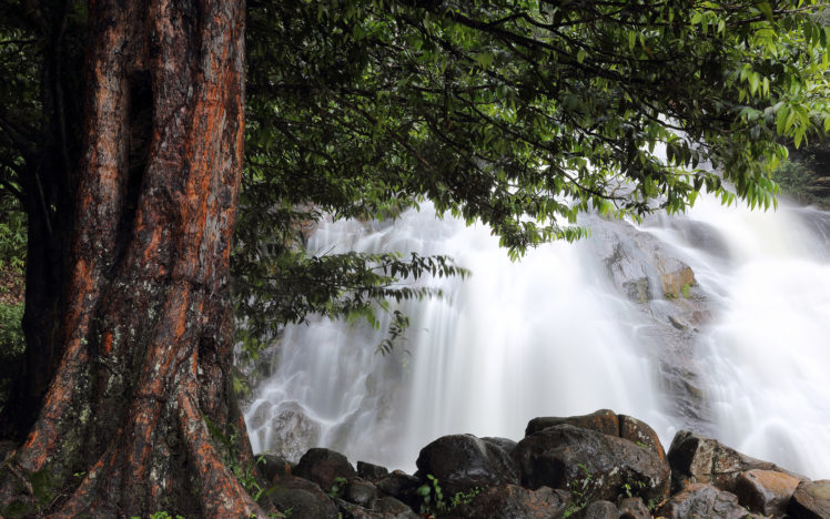 waterfall, Tree HD Wallpaper Desktop Background